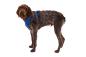 Preview: Ruffwear Front Range Geschirr Blue Pool Gr. S